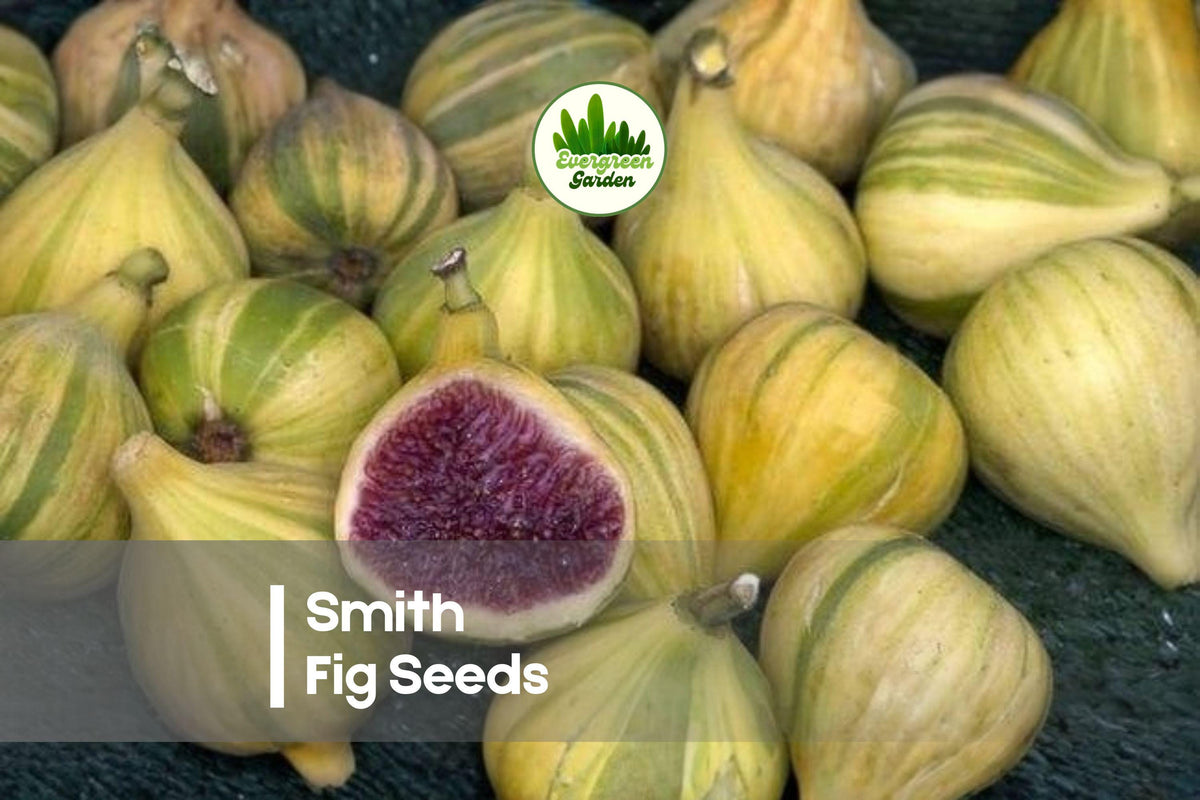 Smith Fig Seeds – Heirloom Ficus carica Fruit Tree, Edible Landscape, Container Growing, Purple-Brown Fruit, Deciduous Tree