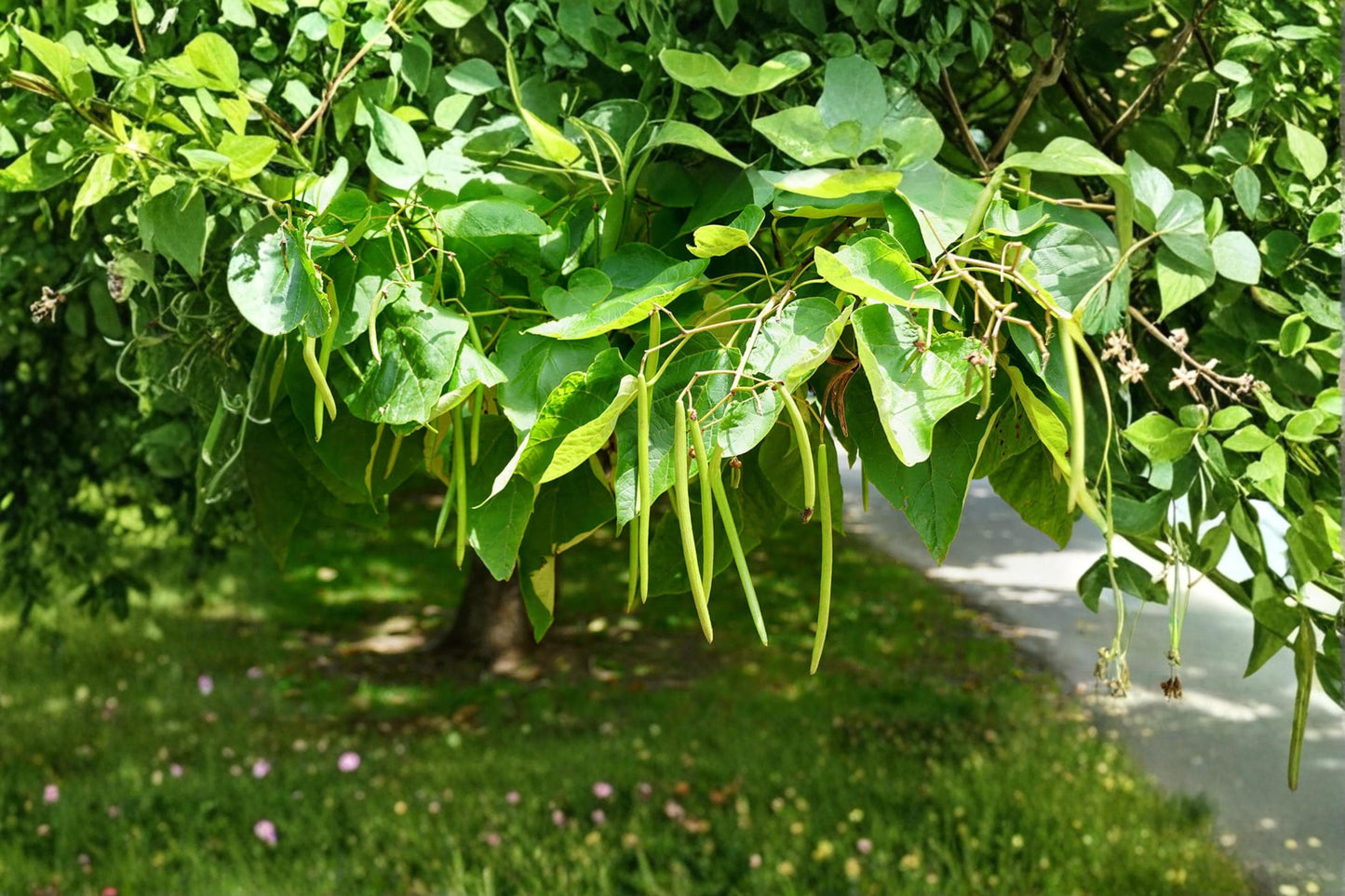 Catalpa Tree Seeds – 50 Pack, Catalpa speciosa, Ornamental Flowering Tree, Shade Tree, Landscape Planting