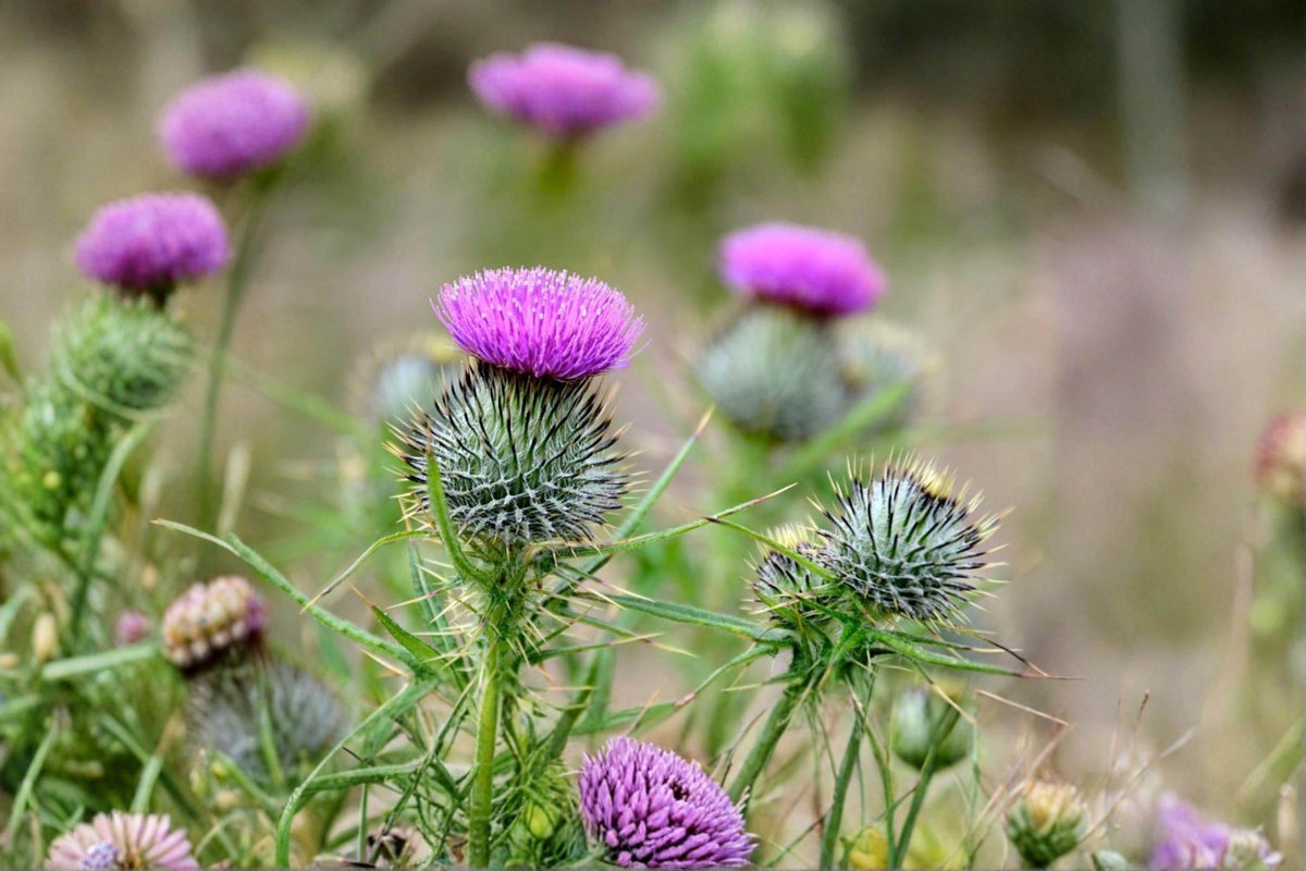 Swamp Thistle Seeds – Cirsium muticum – Native Wildflower for Pollinator Gardens & Meadow Plantings