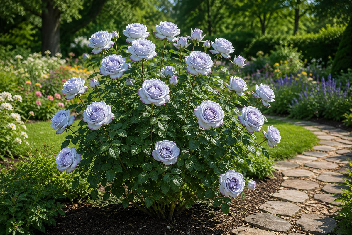Lavender Rose Seeds - 50 Soft Purple Blooms for Gardens - Rosa spp. - Non-GMO, Easy to Grow, Attracts Pollinators