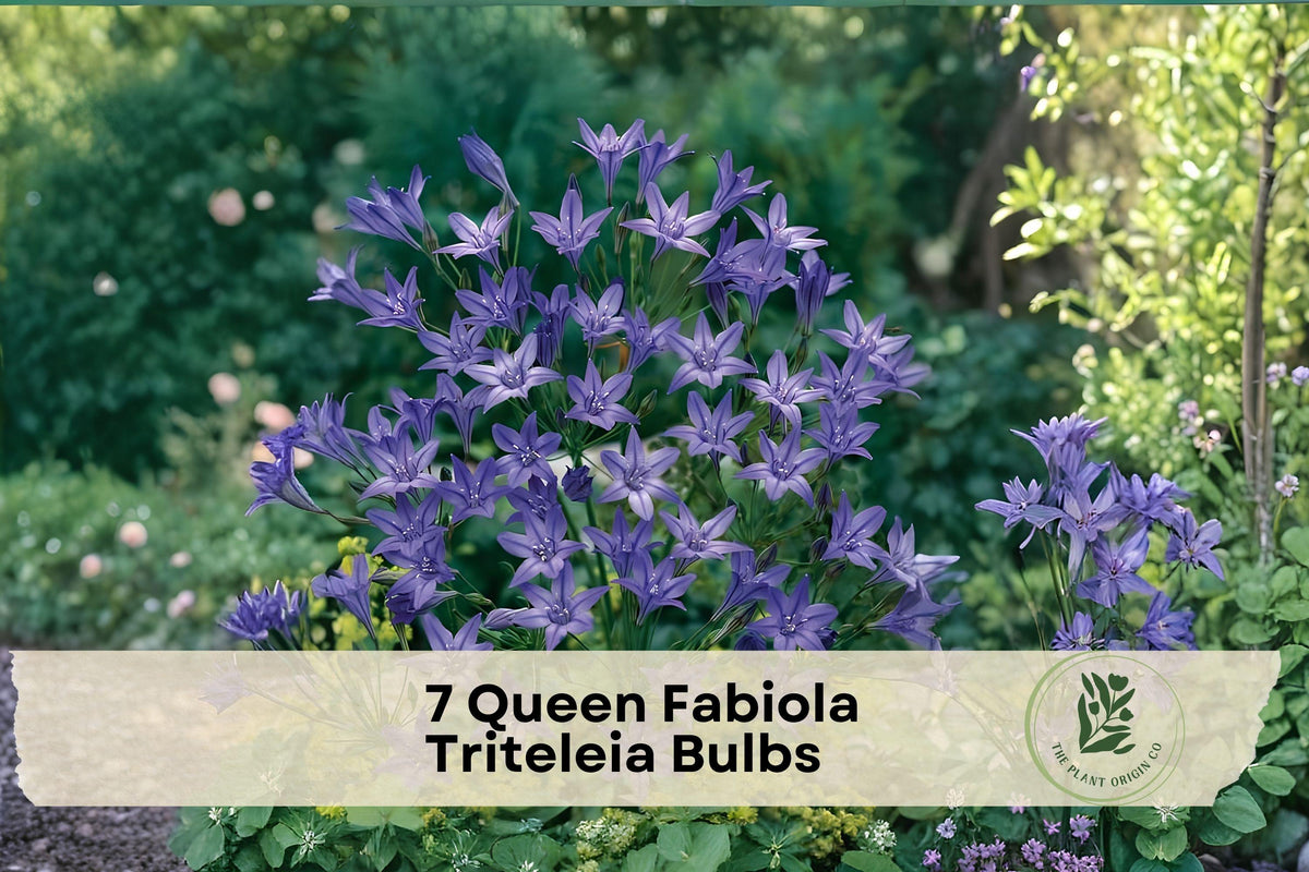 Queen Fabiola Triteleia Bulbs – Blue Star-Shaped Flowers, Pollinator-Friendly, Perennial, Garden Borders & Containers
