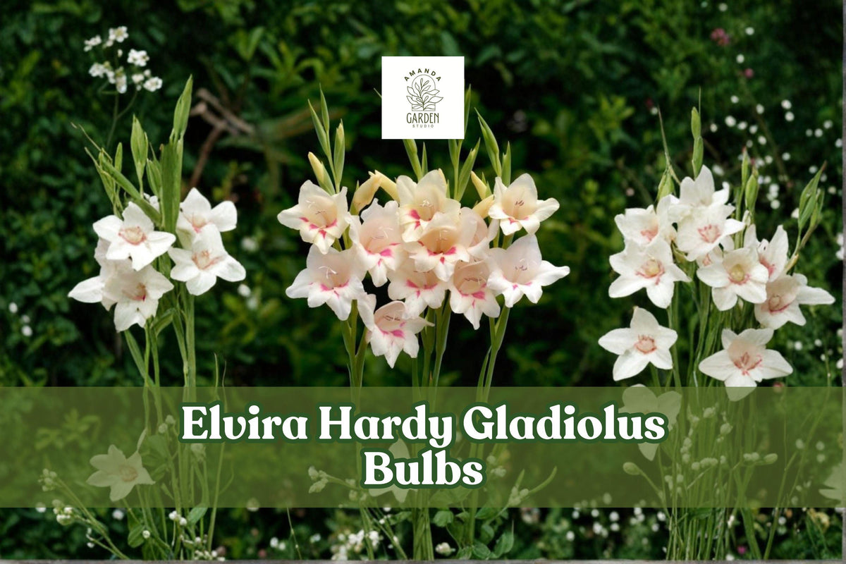 Elvira Hardy Gladiolus Bulbs – Colorful Summer Flowering Perennials for Borders & Cut Flowers, Gladiolus spp.