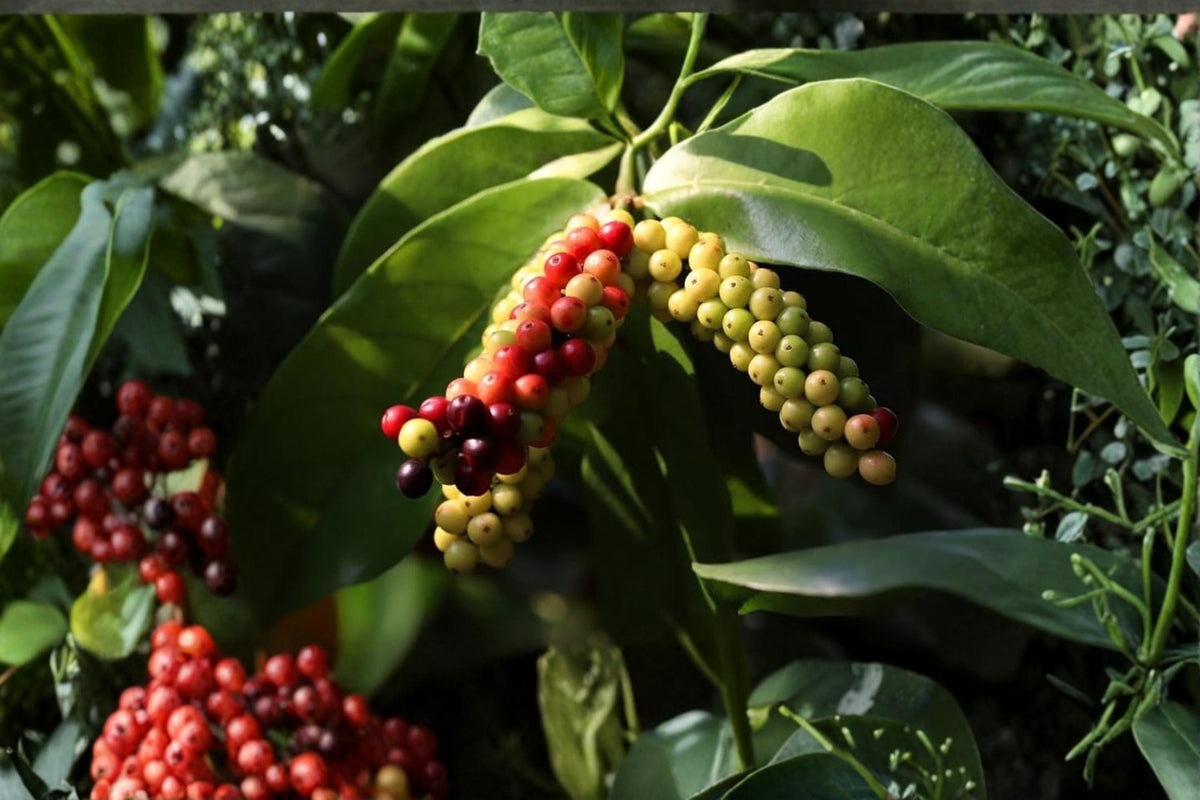 Bignay Seeds – Rare Tropical Fruit Tree – Antidesma bunius – Edible Berry Clusters, Evergreen, Exotic Plant for Gardens & Containers