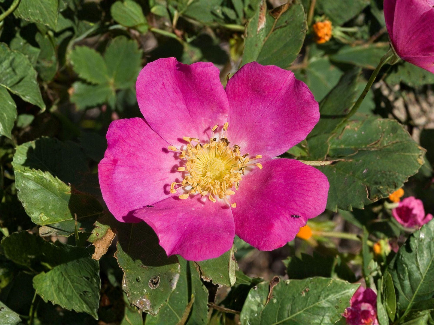 Wild Rose Seeds | Rosa woodsii Prairie Rose | Pink Flowering Shrub for Hedges & Natural Gardens | 25 Seeds