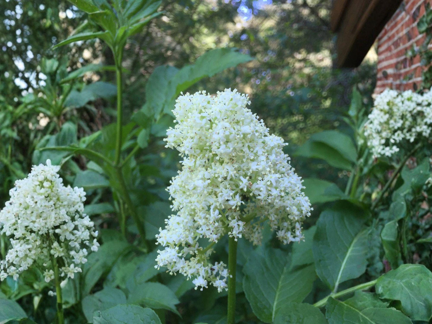 Red Elderberry Seeds | Sambucus racemosa | Bright Red Berries, White Flowers, Woodland Garden Plant, Perennial Shrub, 30 Seeds