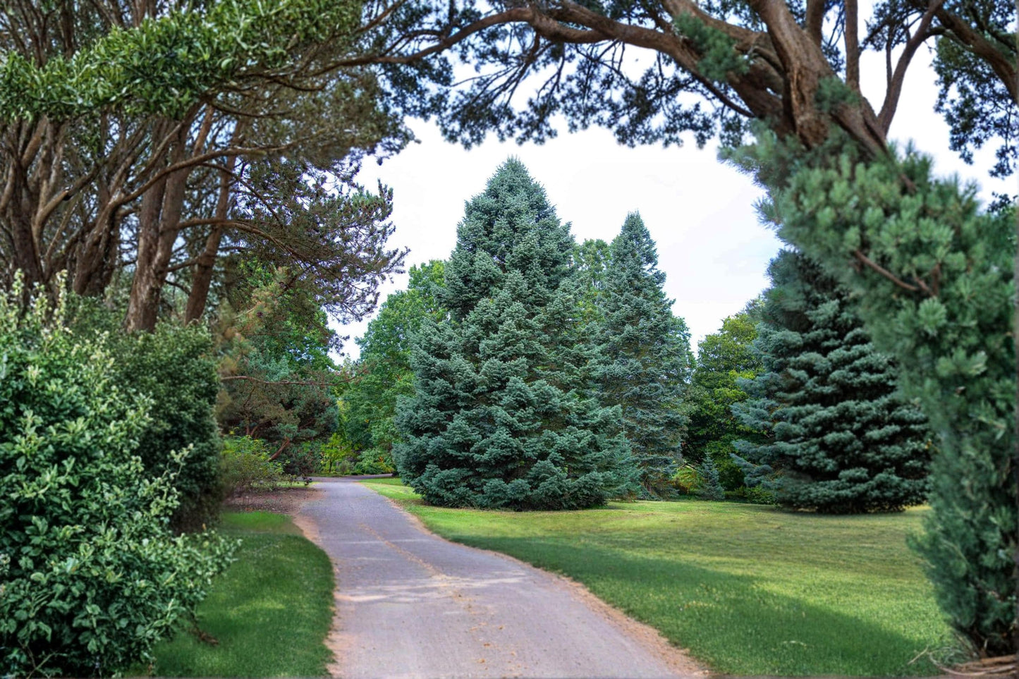 White Fir Seeds – Abies concolor Evergreen Tree, Blue-Green Needles, Conifer Seeds for Landscaping & Reforestation