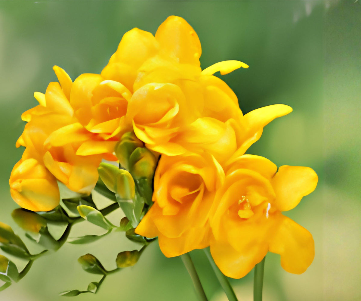 Freesia Double Yellow Bulbs – Fragrant Spring Flowering Bulbs for Gardens & Containers – Freesia Hybrids