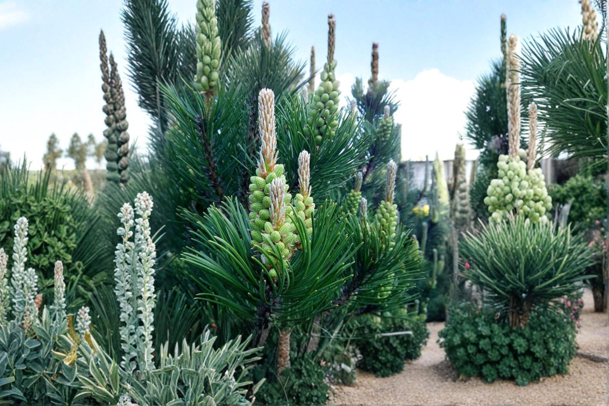 White Spruce Tree Seeds – Picea glauca Evergreen Conifer for Landscaping, Windbreaks & Reforestation