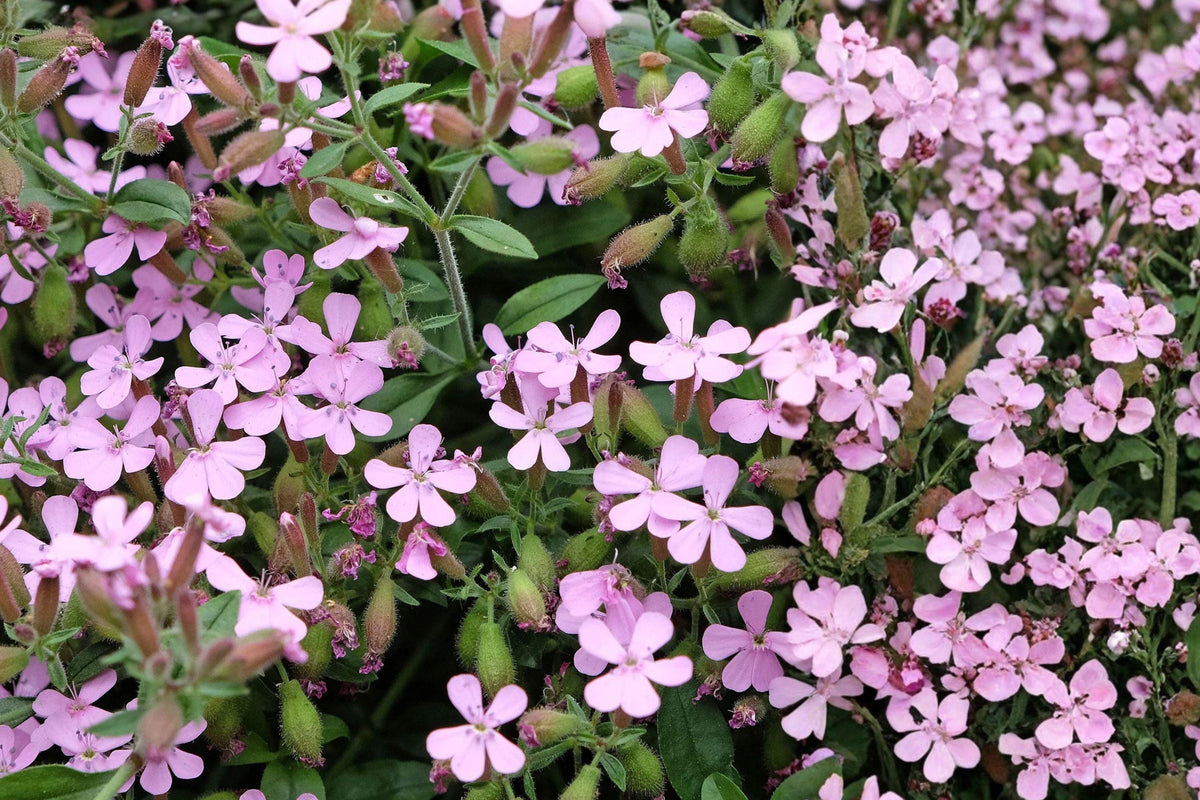 Soapwort Seeds – Pink Perennial Flower, Saponaria ocymoides, Ground Cover for Borders, Rock Gardens, Containers