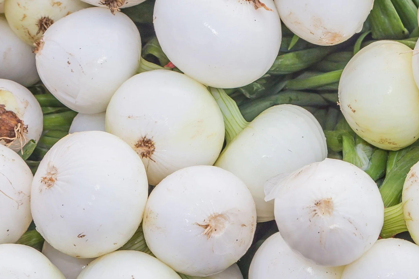 Sweet Spanish White Onion Seeds – Large Bulb Allium cepa, Edible Green Tops, Vegetable Garden Seeds, Open-Pollinated