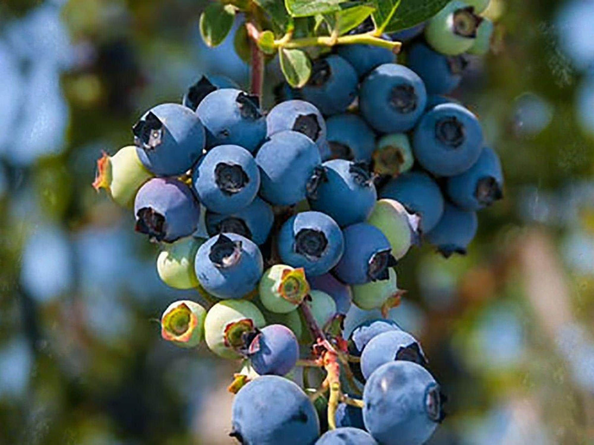 Vaccinium corymbosum Blueberry Starter Plant | Edible Fruit Bush | Sharpblue Live Berry Shrub