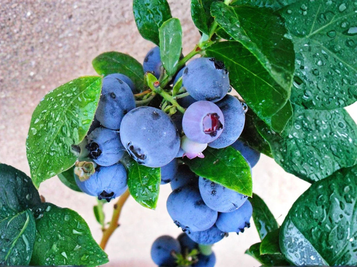 Emerald Blueberry Vaccinium corymbosum Live Starter Plant | Edible Berry Bush for Garden & Containers