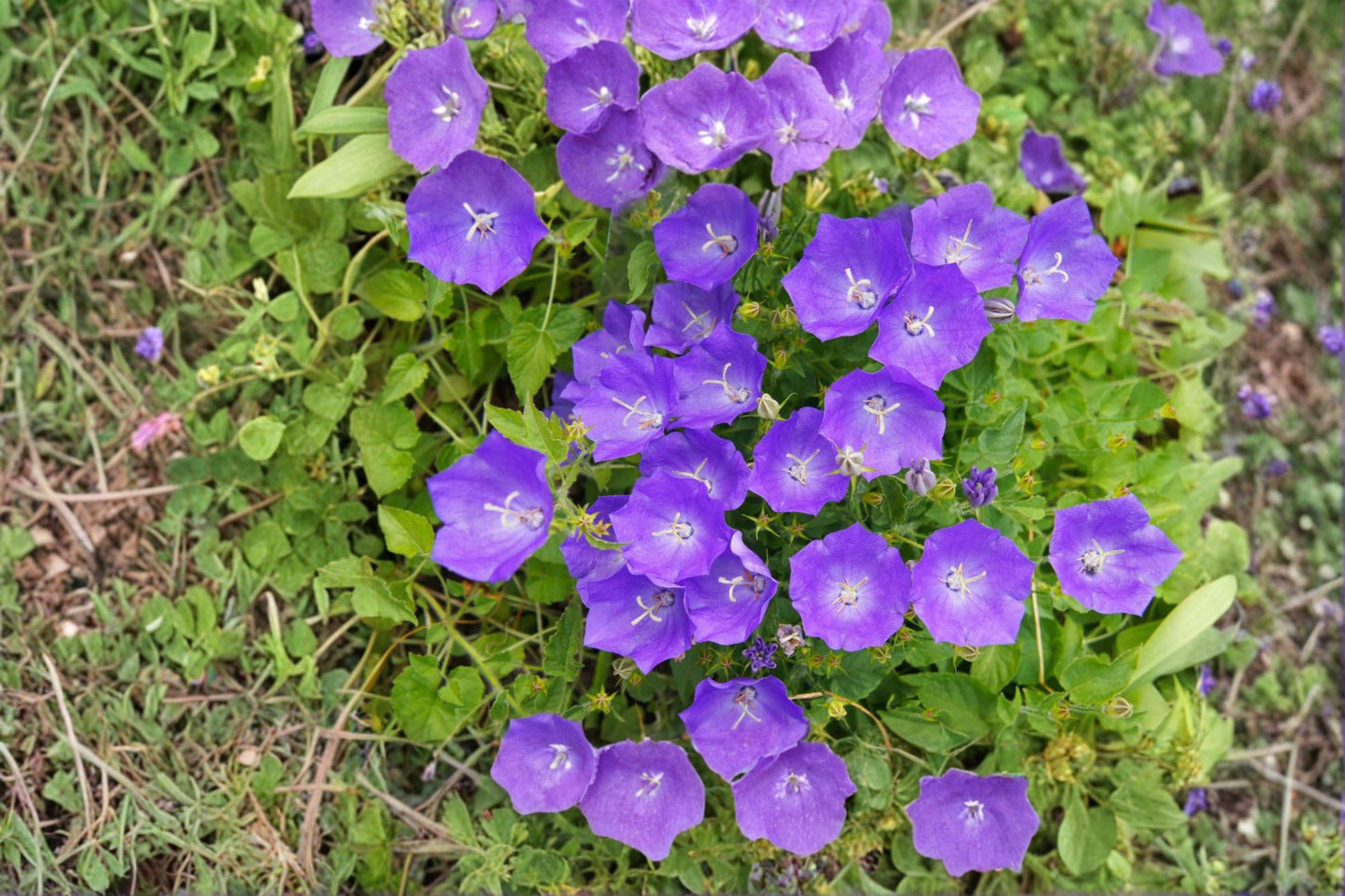 Tussock Bellflower Seeds – Campanula carpatica Lavender Perennial Flower for Borders, Rock Gardens & Cottage Landscapes