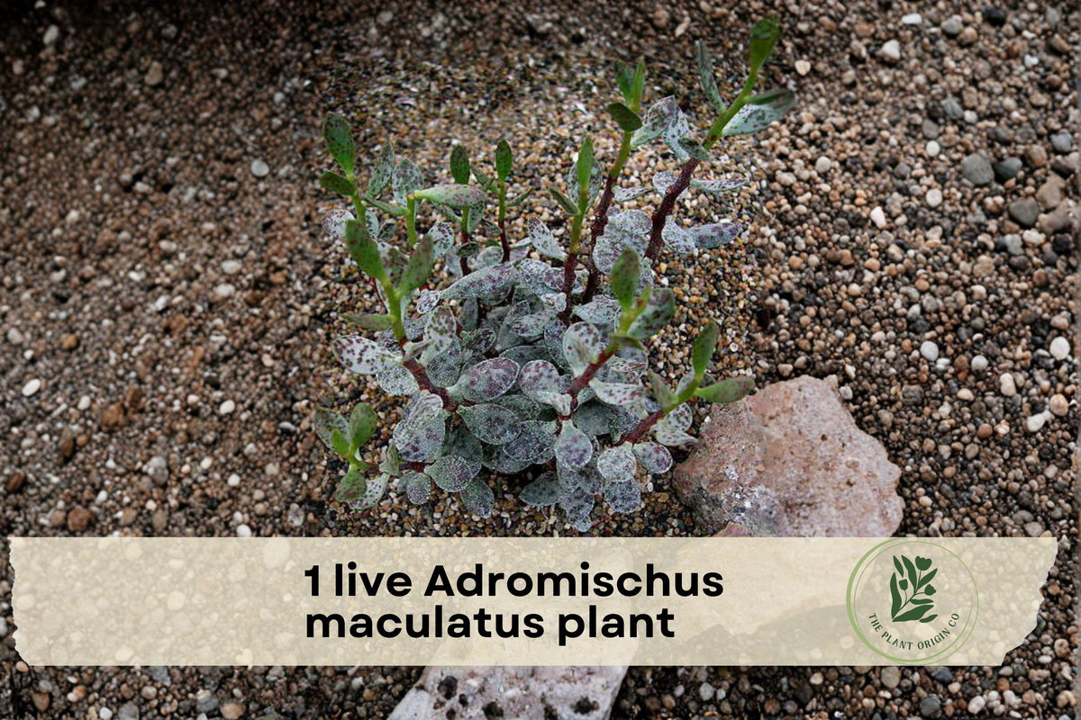 Live Adromischus maculatus Succulent Plant - Calico Hearts, Spotted Grey-Green Foliage, Easy Care, Indoor & Container Use