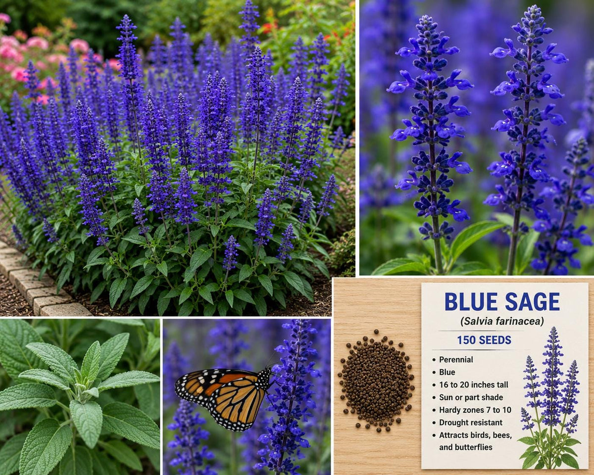 Blue Sage Seeds – Salvia farinacea Perennial Blue Flowering Plant for Garden Beds & Borders, Drought Tolerant, 150 Seeds