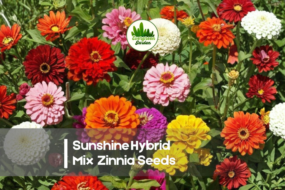 Sunshine Hybrid Mix Zinnia Seeds – Vibrant Colorful Annual Flowers for Garden Beds & Cut Flowers – Zinnia elegans