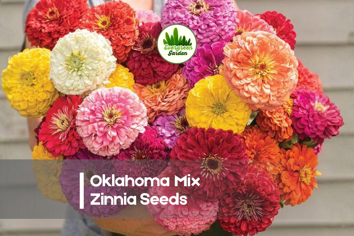 Oklahoma Mix Zinnia Seeds, 100+ Premium Zinnia elegans Flower Seeds for Cut Flowers, Borders & Pollinator Gardens