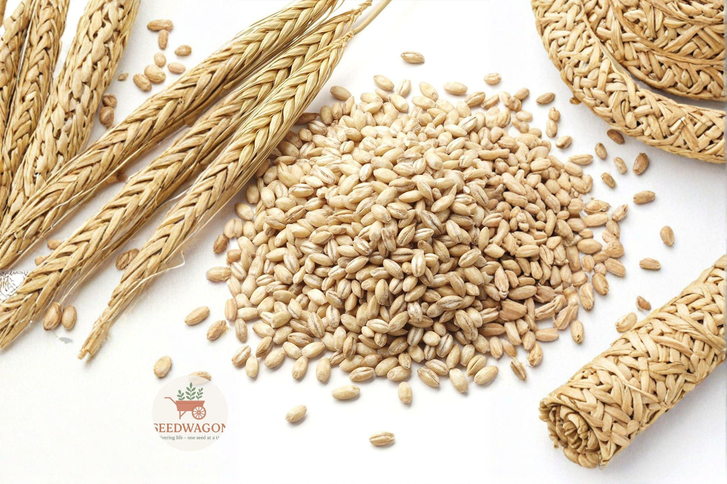 Barley Seeds for Planting – Cover Crop, Wildlife Habitat, Soil Improvement – Hordeum vulgare Grain Seed (1 lb)