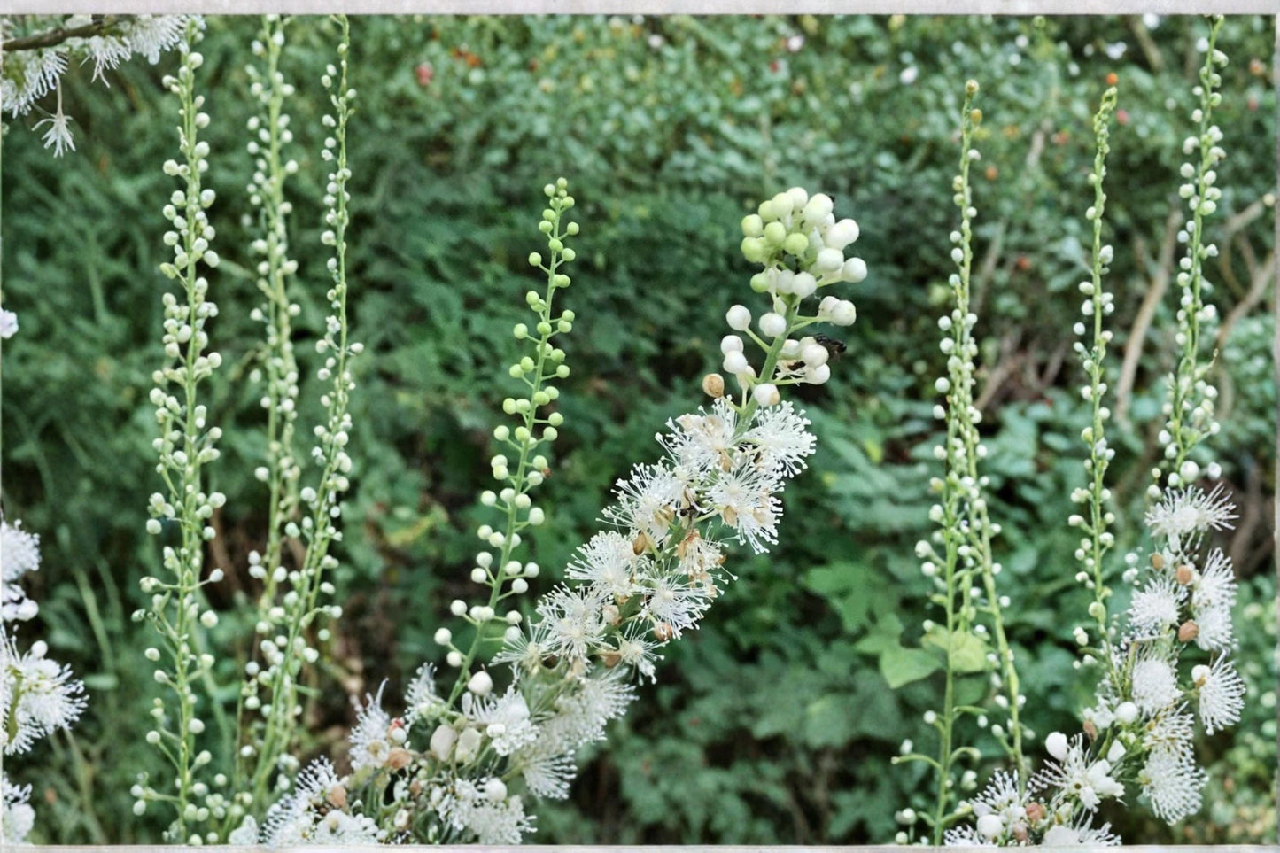 Black Snakeroot Seeds – Cimicifuga racemosa Rare Woodland Perennial Herb for Shade Gardens