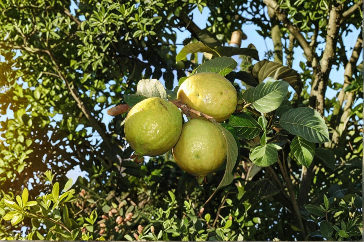 Guava Fruit Bonsai Tree Seeds – Psidium guajava Tropical Fruit Plant for Container Gardening and Landscaping