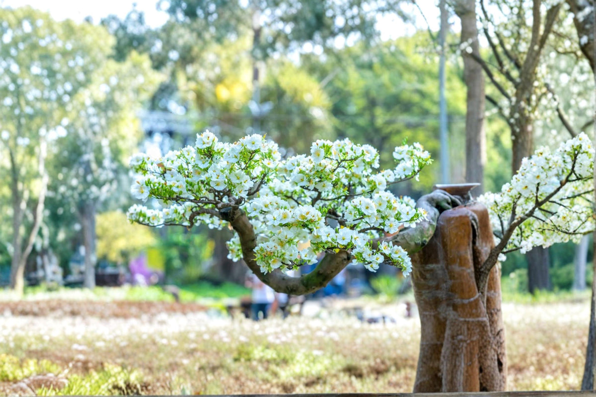 Apricot Bonsai Tree Seeds – 3 Large Prunus armeniaca Fruit Tree Seeds for Planting, Container Growing & Garden Collection