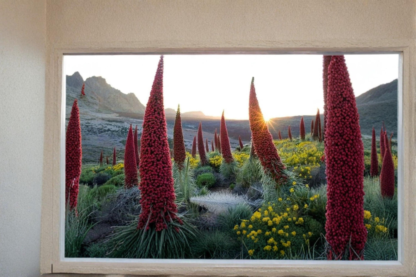 Tower of Jewels Seeds – Echium wildpretii Rare Exotic Flowering Plant for Rock Gardens and Drought Tolerance