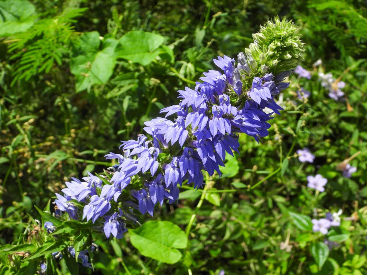 100 Great Blue Lobelia Seeds – Lobelia siphilitica Wetland Wildflower Seeds for Rain Gardens, Moist Soil, Native Planting