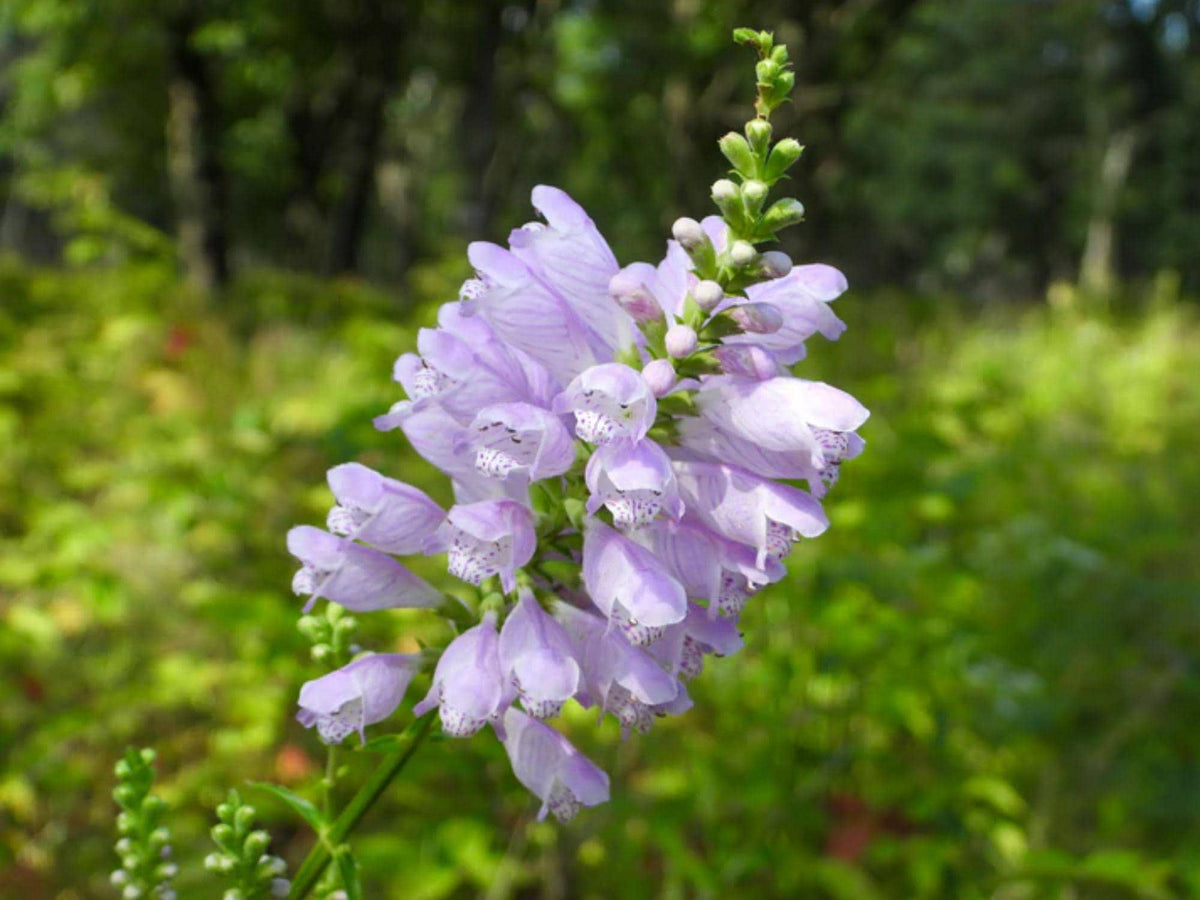 Obedient Plant Seeds – Physostegia virginiana Wildflower Seeds for Pollinator Gardens, Cottage Garden, Natural Landscape