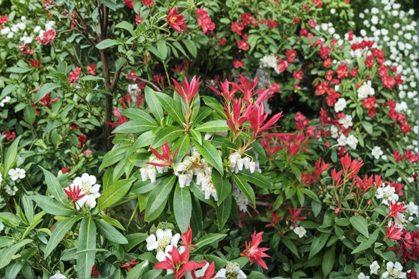 Forest Flame Shrub Seeds – Pieris japonica Evergreen Ornamental Shrub for Shade Gardens