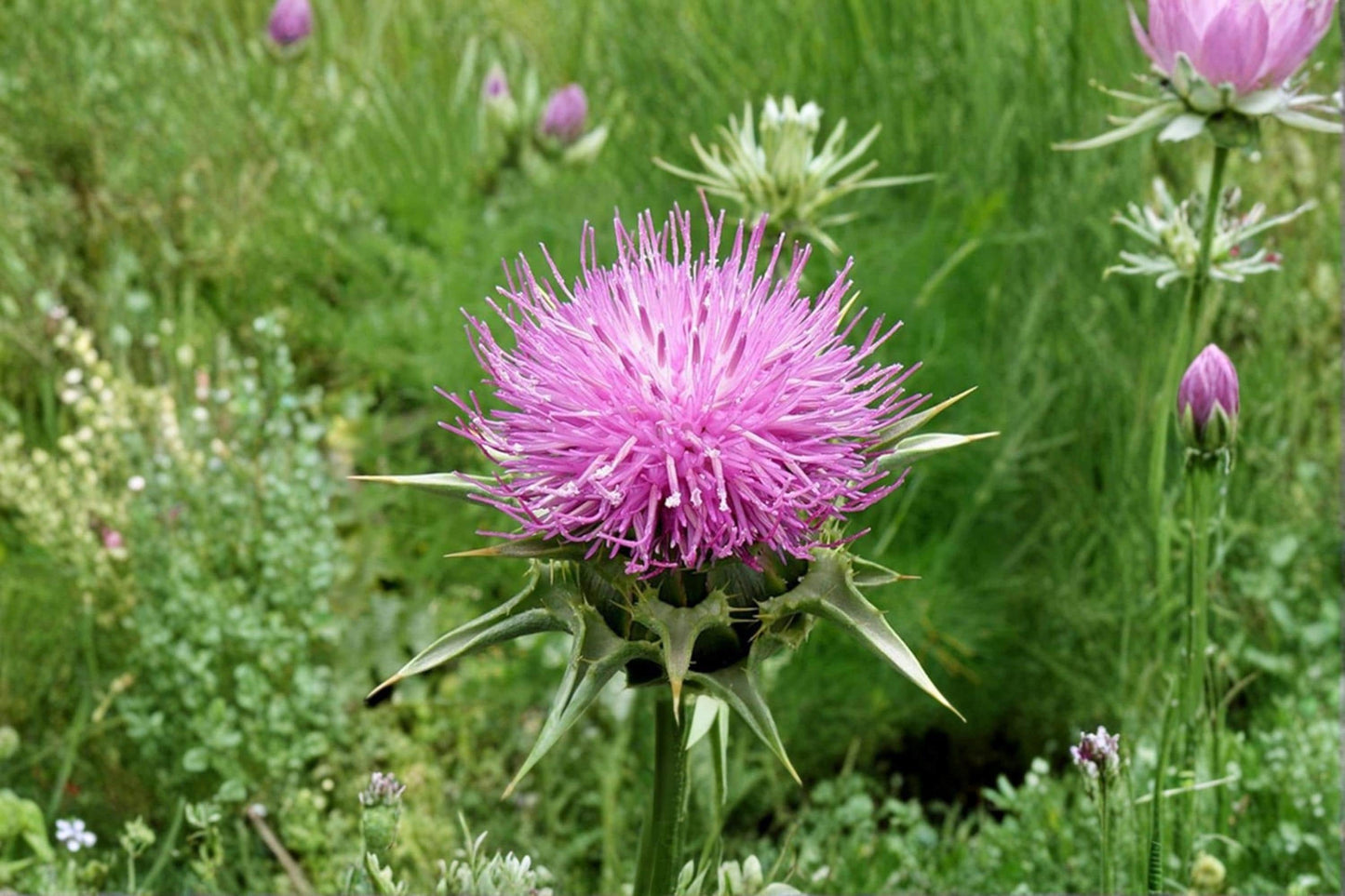 Holy Thistle Seeds, Silybum marianum, Ornamental Herb, Purple Flowers, Wildflower, Garden Planting, Landscape, 50 Seeds