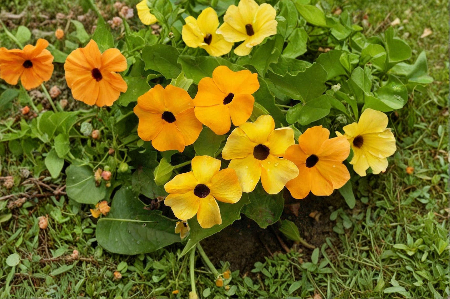 Black Eyed Susan Vine Seeds – Thunbergia alata Climbing Flower Seeds for Garden, Trellises, Fences, Hanging Baskets