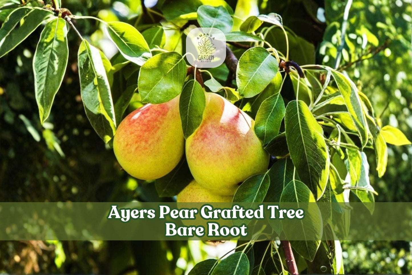 Ayers Pear Grafted Tree – Bare Root Fruit Tree 2–3 Ft for Gardens, Edible Landscapes, Home Orchards, Pyrus communis