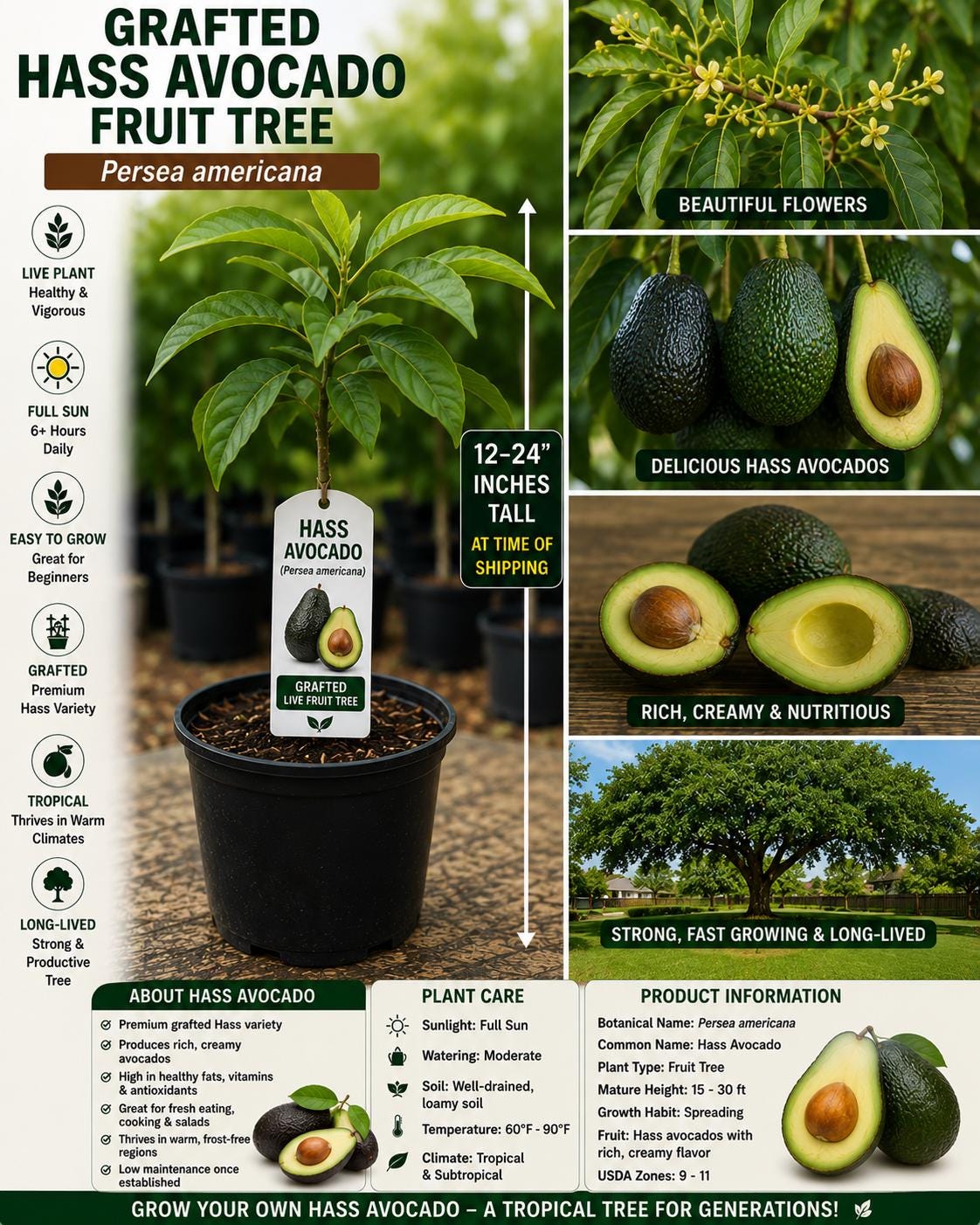 Grafted Hass Avocado Live Fruit Tree – 12–24 Inches – Persea americana – Tropical Evergreen Plant for Home Growing
