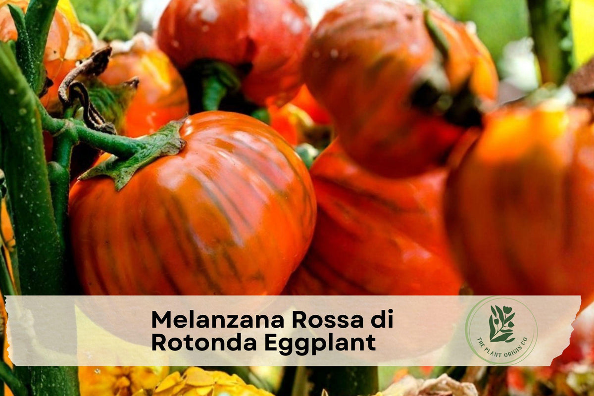 Red Eggplant Starter Plant, Melanzana Rossa di Rotonda, 3 Inch Pot, Ornamental Edible Vegetable, Solanum aethiopicum