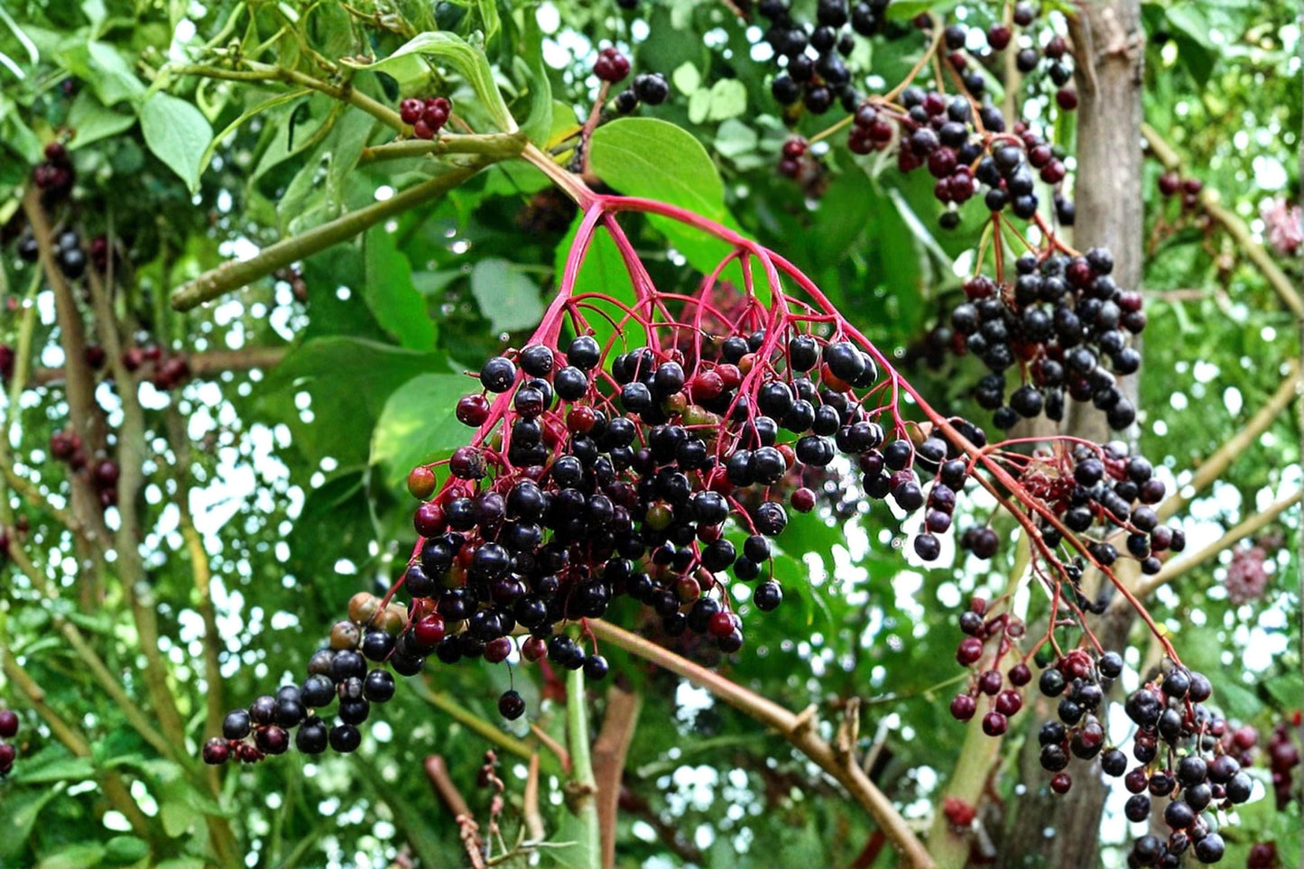 Black Elderberry Seeds – Sambucus nigra Deciduous Berry Shrub for Edible Landscaping and Wildlife Gardens
