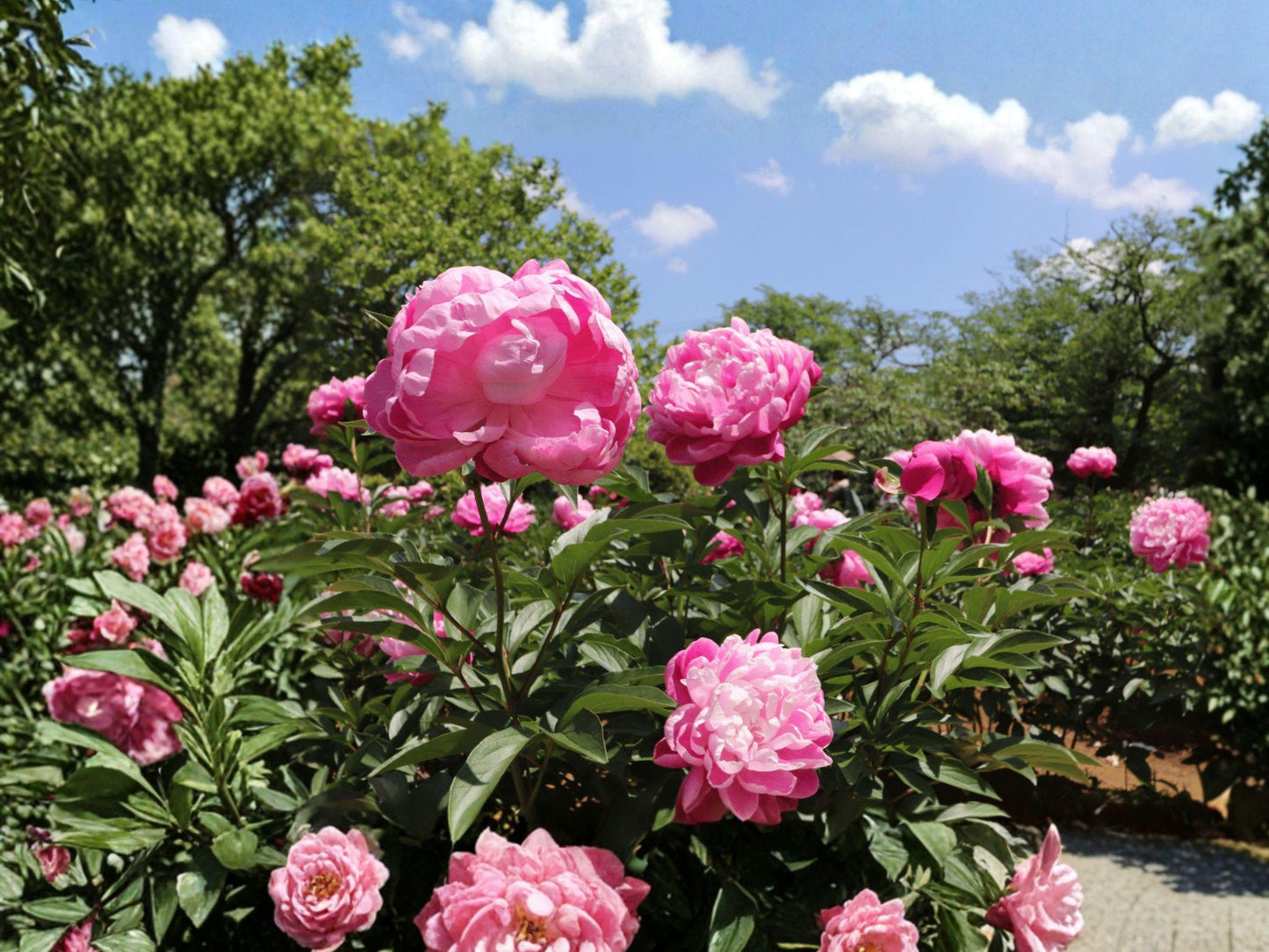 Chinese Garden Peony Seeds – Paeonia lactiflora, Flowering Perennial, White, Pink, Rose, or Red Blooms