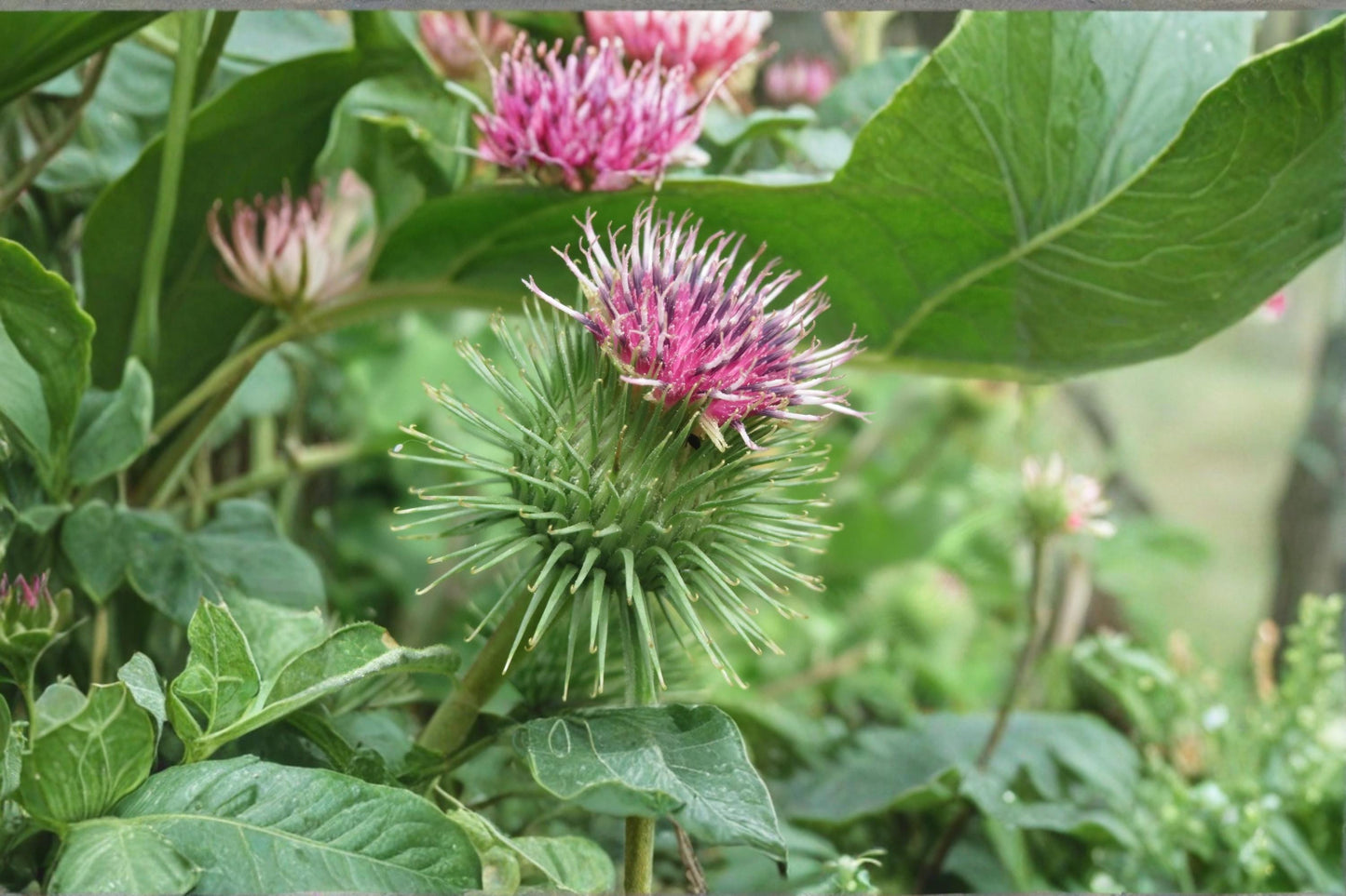 Greater Burdock Seeds – Arctium lappa Herb Garden Seeds for Biennial Root and Foliage Cultivation