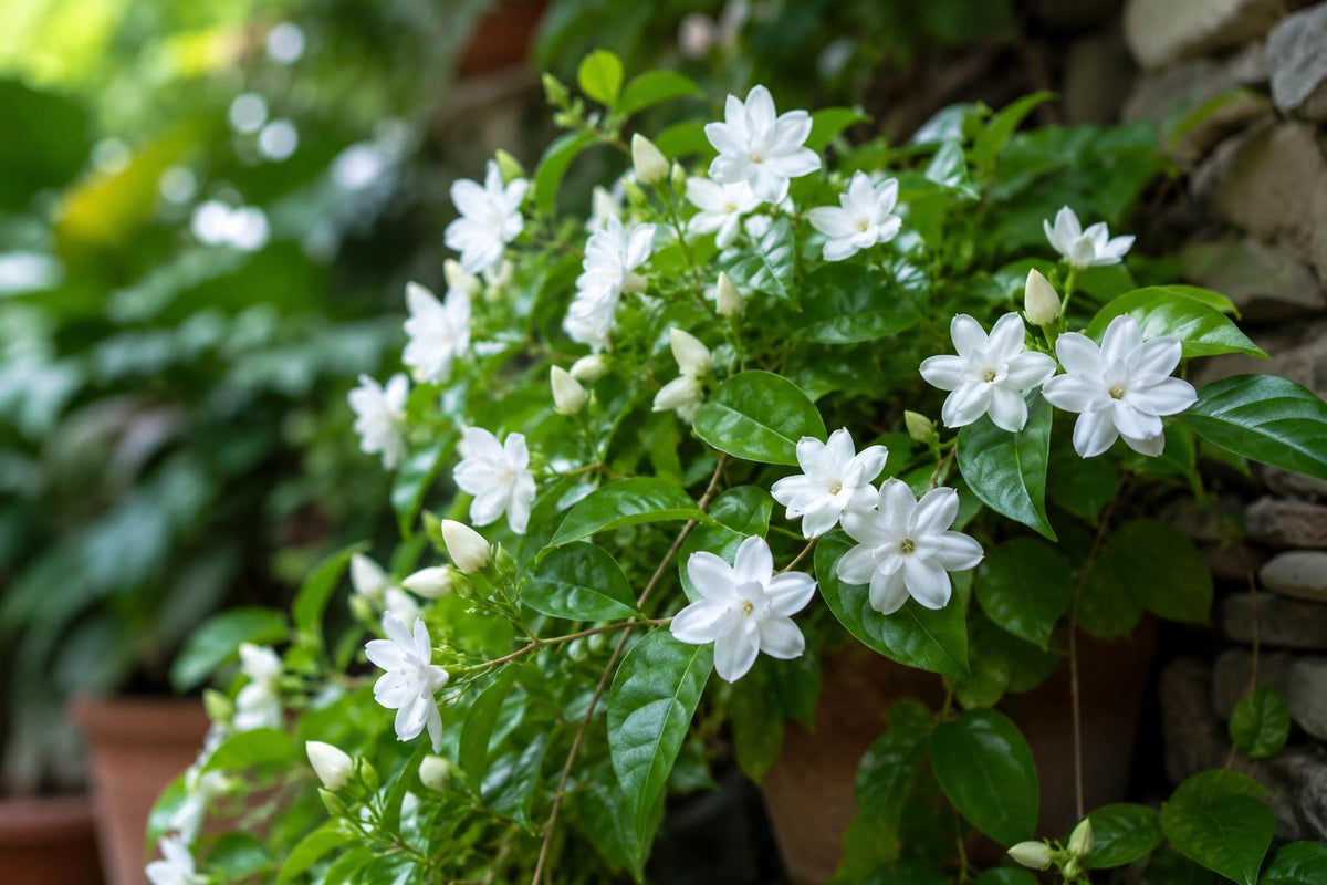 Minnesota Mockorange Bare-Root Shrub Snow White Philadelphus coronarius 'Snow White' for Garden Landscaping