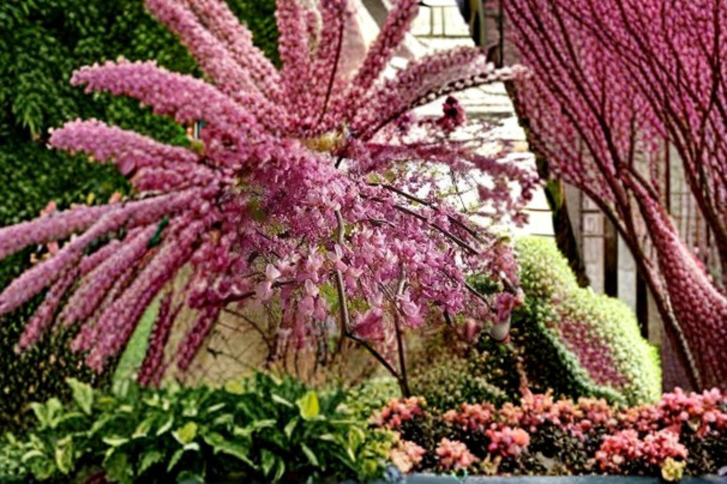 Judas Tree Seeds – Cercis siliquastrum – Ornamental Flowering Tree for Garden, Bonsai & Landscape