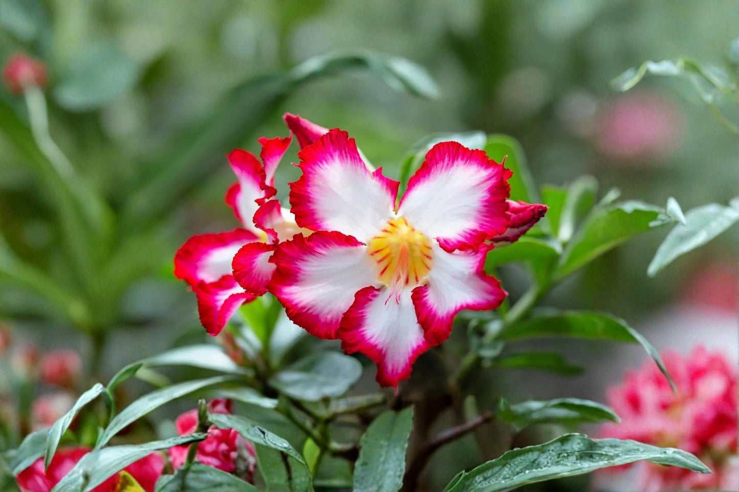 Desert Rose Seeds – Adenium obesum Mixed Double Petal Succulent Seeds for Bonsai & Container Growing