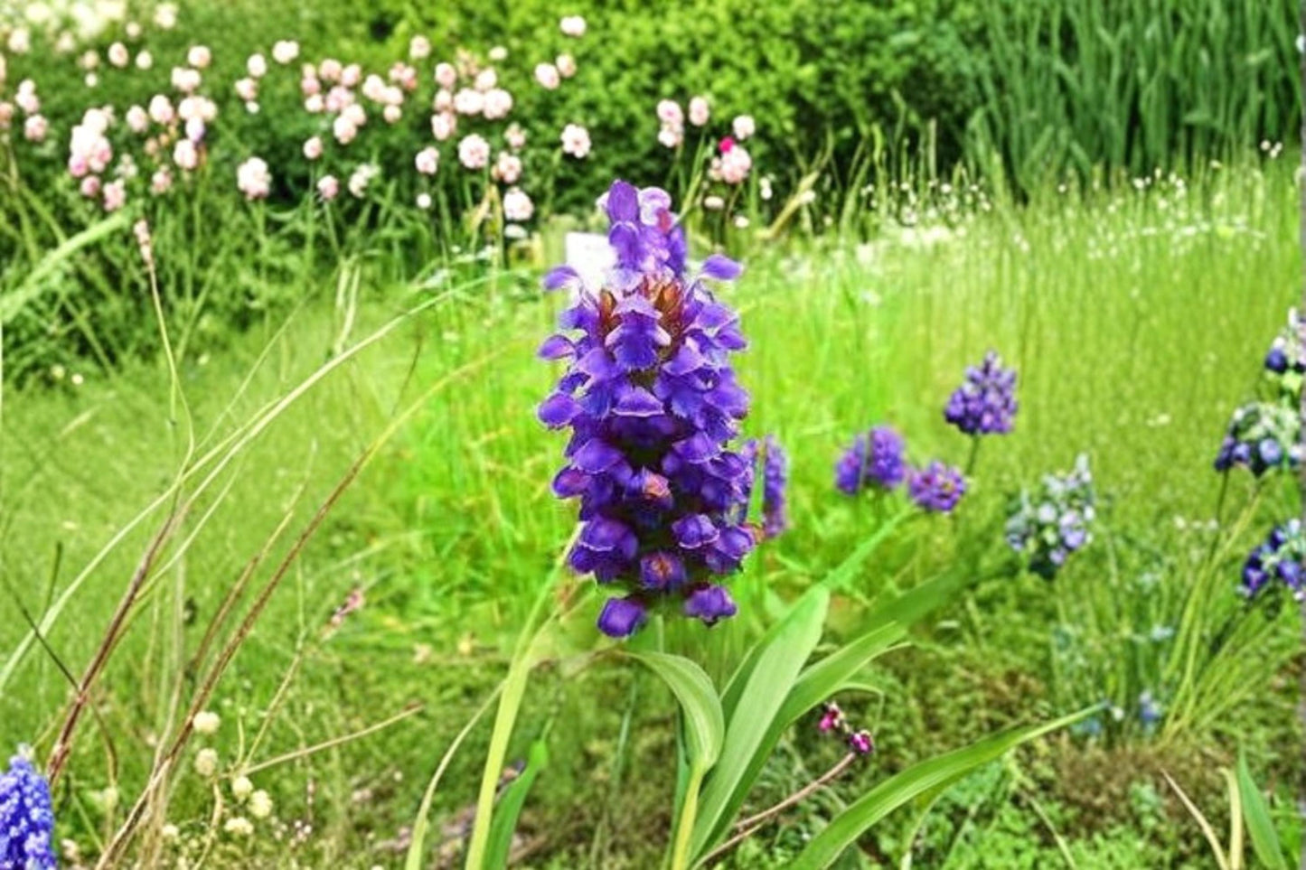 Heal All Plant Seeds – Prunella vulgaris, Perennial Flower, Violet to Purple Blooms, Pollinator-Friendly Garden Seeds