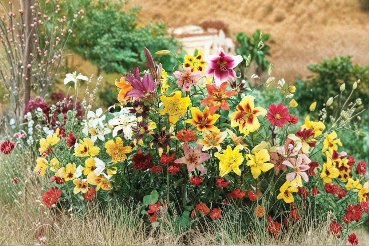 Mixed Color Tiger Lily Bulbs – Lilium Hybrid Mix, Perennial Flowering Bulbs for Garden, Borders & Landscape