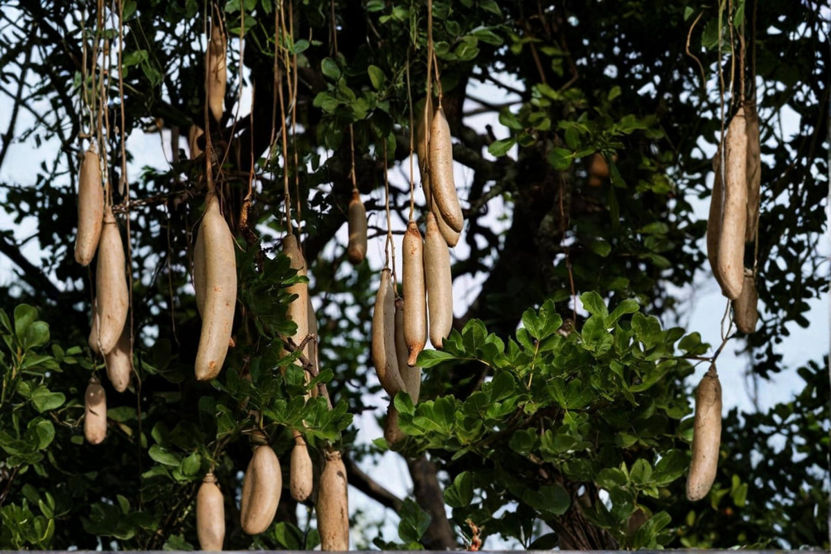 Sausage Tree Seeds 10 Pack – Kigelia africana Ornamental Tropical Tree with Hanging Fruit and Seasonal Blooms
