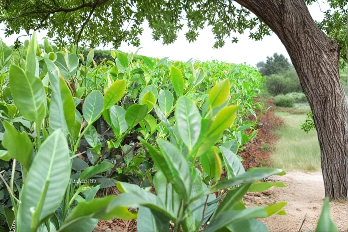 Tea Plant Seeds – Camellia sinensis Herb Seeds for Garden & Container Growing, Evergreen Shrub
