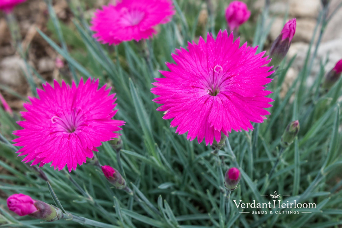 Neon Star Dianthus Plant – Fragrant Pink Perennial Bare Root Starter – Dianthus 'Neon Star'