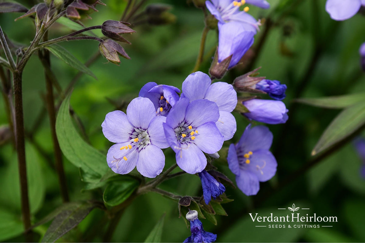 Heaven Scent Jacob's Ladder Bare Root Plant – Polemonium hybrid – Blue-purple blooms – Perennial flowering plant