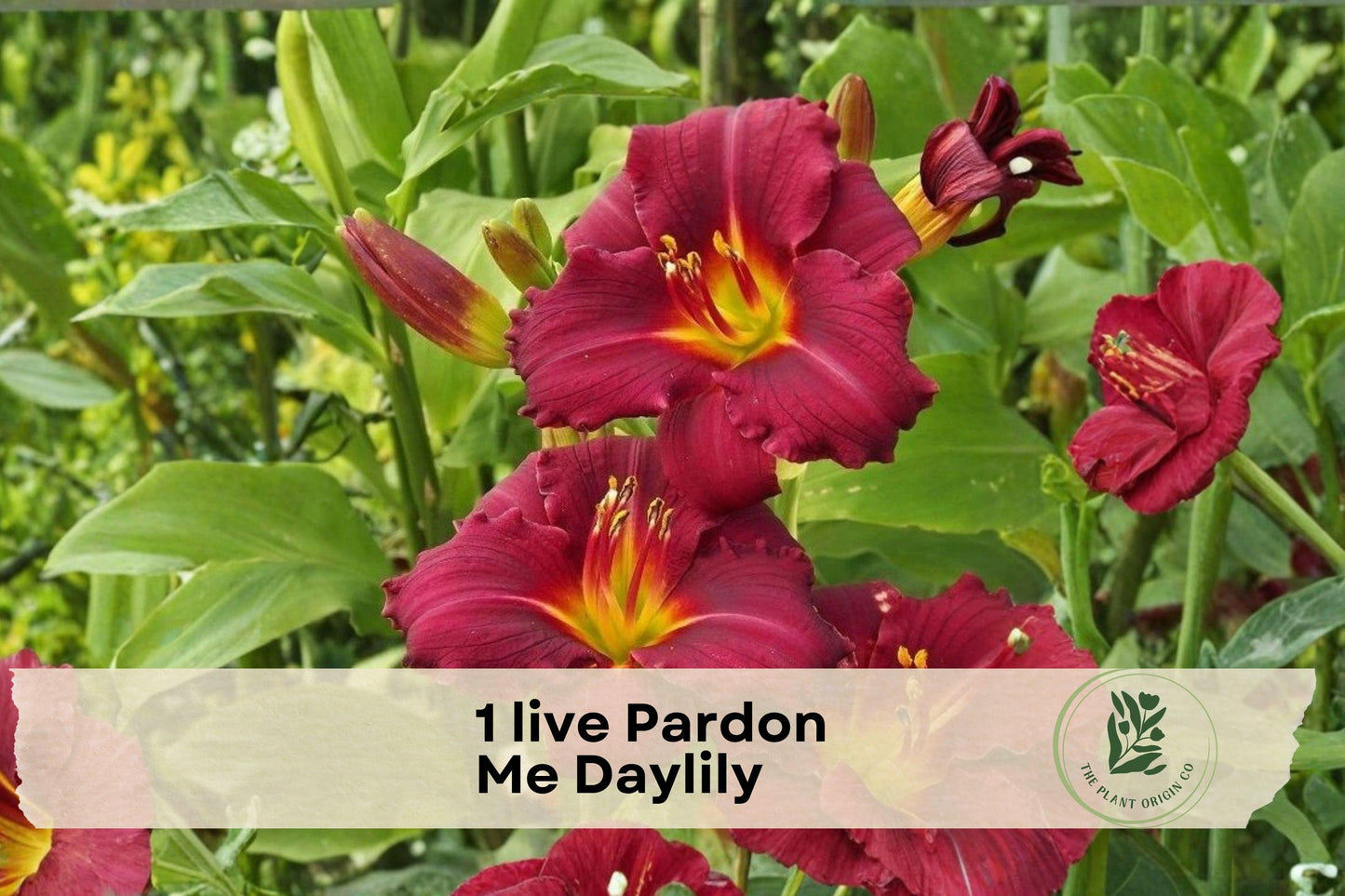 Live Pardon Me Daylily Plant in 4-Inch Nursery Pot, Red Flowers with Yellow-Green Throat, Reblooming Hemerocallis Perennial