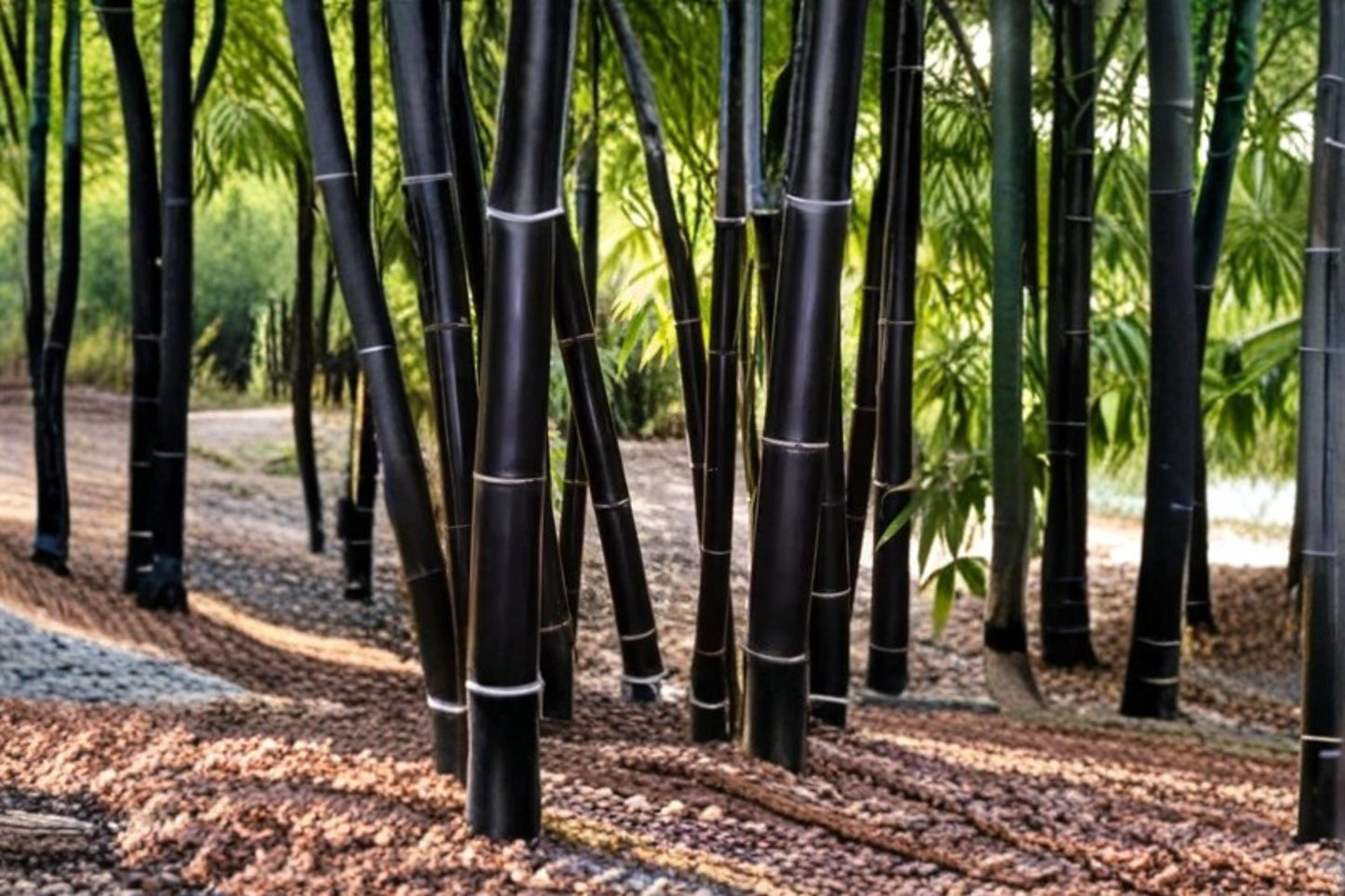 Black Bamboo Seeds – Phyllostachys nigra – Ornamental Perennial Bamboo for Garden Screens and Landscape Accents