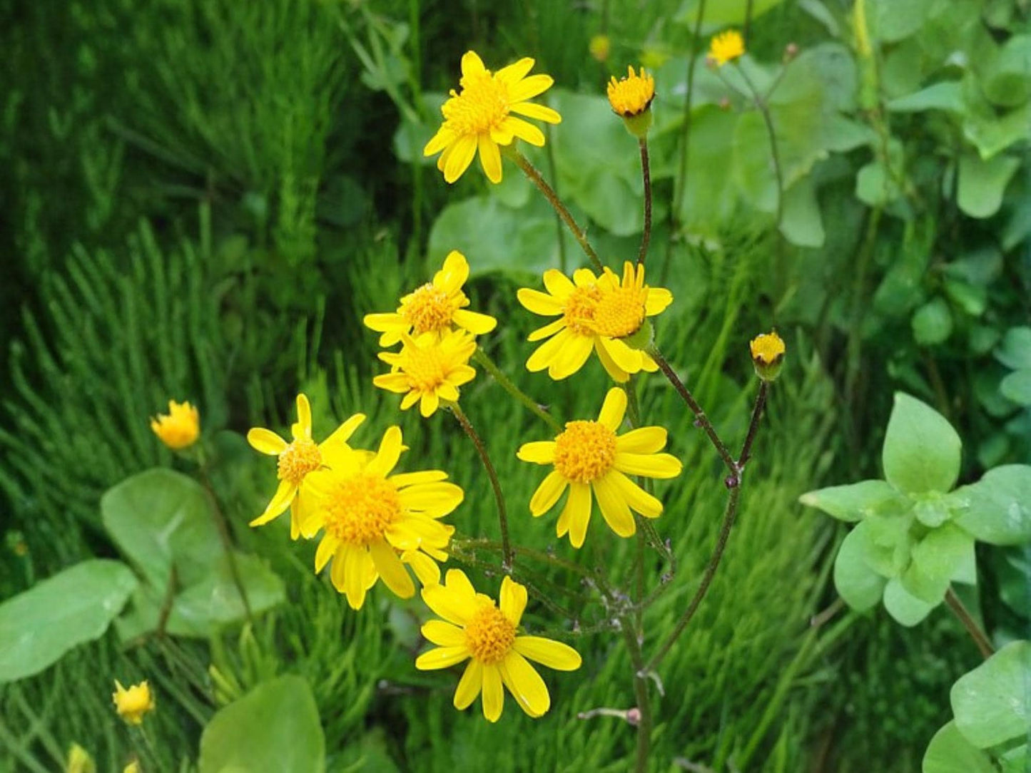 Golden Ragwort Seeds Packera aurea Wildflower for Pollinator Gardens, Shade & Woodland Landscaping