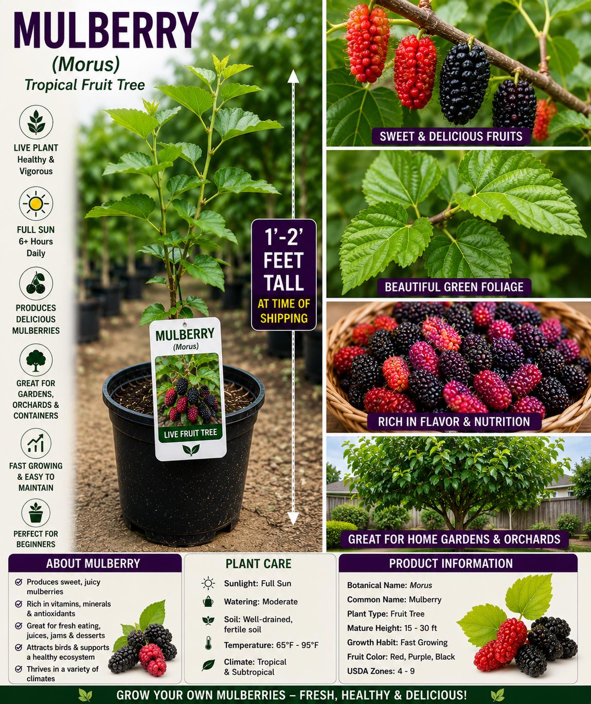 Mulberry Live Fruit Tree – Morus – 1-2 Feet Tall – Edible Backyard Garden, Home Orchard, Fruit Tree Seedling